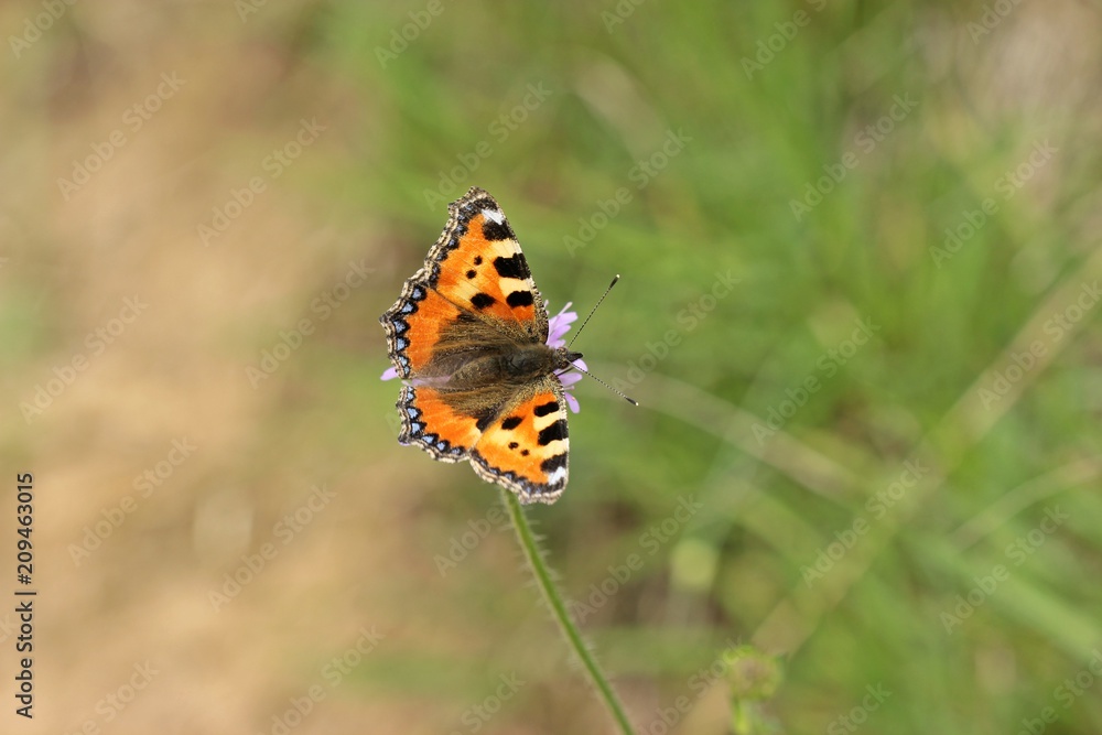 Kleiner Fuchs ( Aglais urticae) auf Acker-Witwenblume ( Knautia arvensis)
Kleiner Fuchs ( Aglais urticae) auf Acker-Witwenblume ( Knautia arvensis)