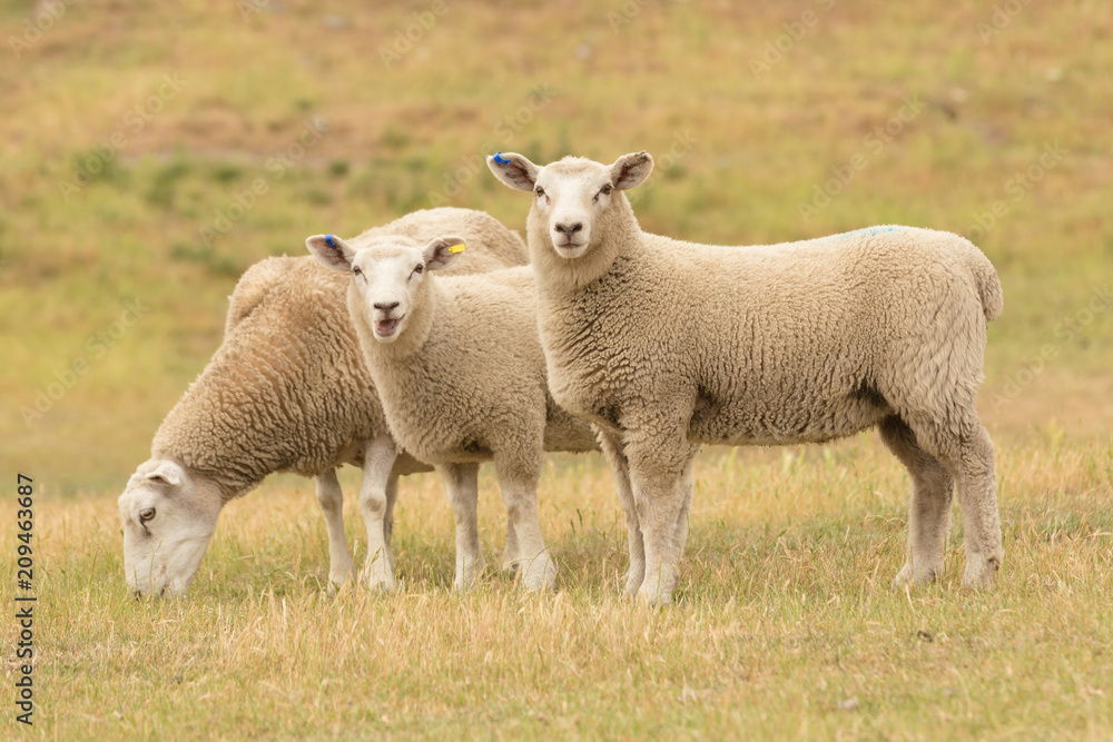 Fototapeta premium Cute baby owiec na suchym polu trawy, zwierząt gospodarskich