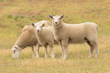 Ingelijste posters Schaap Lammetje op droog grasveld boerderij  © pranodhm