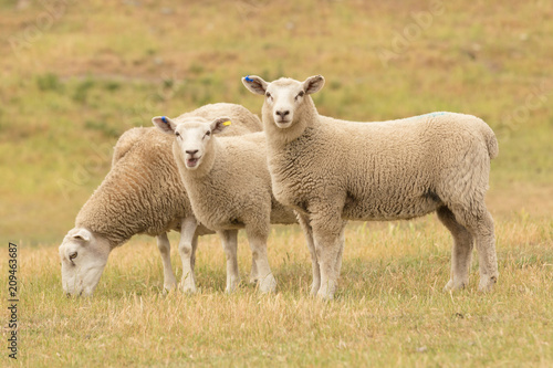 Cute baby sheep over dry grass field, farm animal