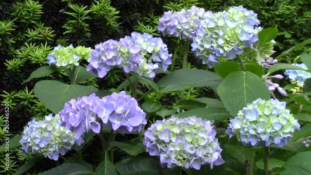 Hydrangea flowers in the garden Hydrangea flowers in the garden