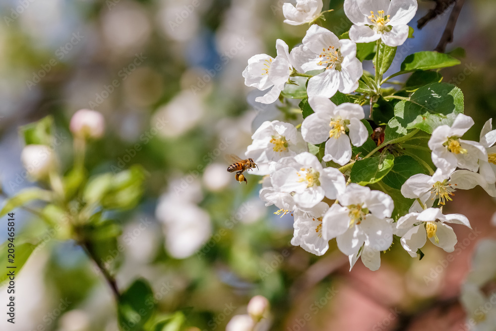 Bee pollinating branch of spring apple tree with white flowers Bee pollinating branch of spring apple tree with white flowers