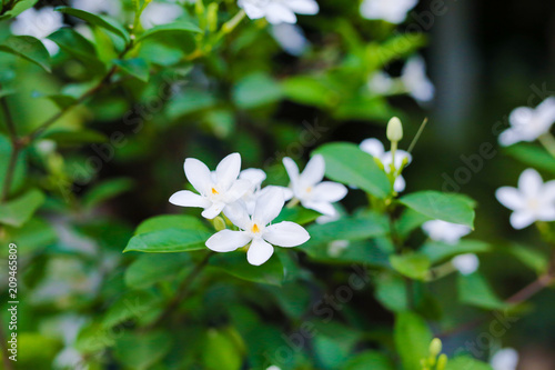 Fototapeta Naklejka Na Ścianę i Meble -  Flower Gardenia tree white color in garden.