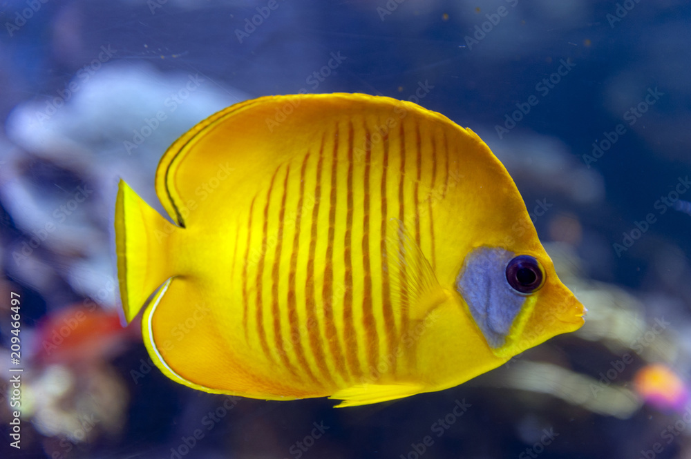 Blue-cheeked (Chaetodon semilarvatus), a species of butterflyfish of mostly yellow, with thin slate blue vertical lines on the sides and a slate blue cheek patch in lieu of the usual black eyestripe Blue-cheeked (Chaetodon semilarvatus), a species of butterflyfish of mostly yellow, with thin slate blue vertical lines on the sides and a slate blue cheek patch in lieu of the usual black eyestripe