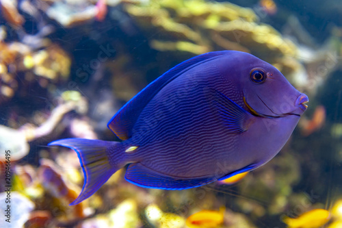 Bilde på lerret Blue tang (Acanthurus coeruleus), a surgeonfish or Atlantic blue tang, blue barb