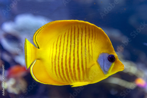 Blue-cheeked (Chaetodon semilarvatus), a species of butterflyfish of mostly yellow, with thin slate blue vertical lines on the sides and a slate blue cheek patch in lieu of the usual black eyestripe