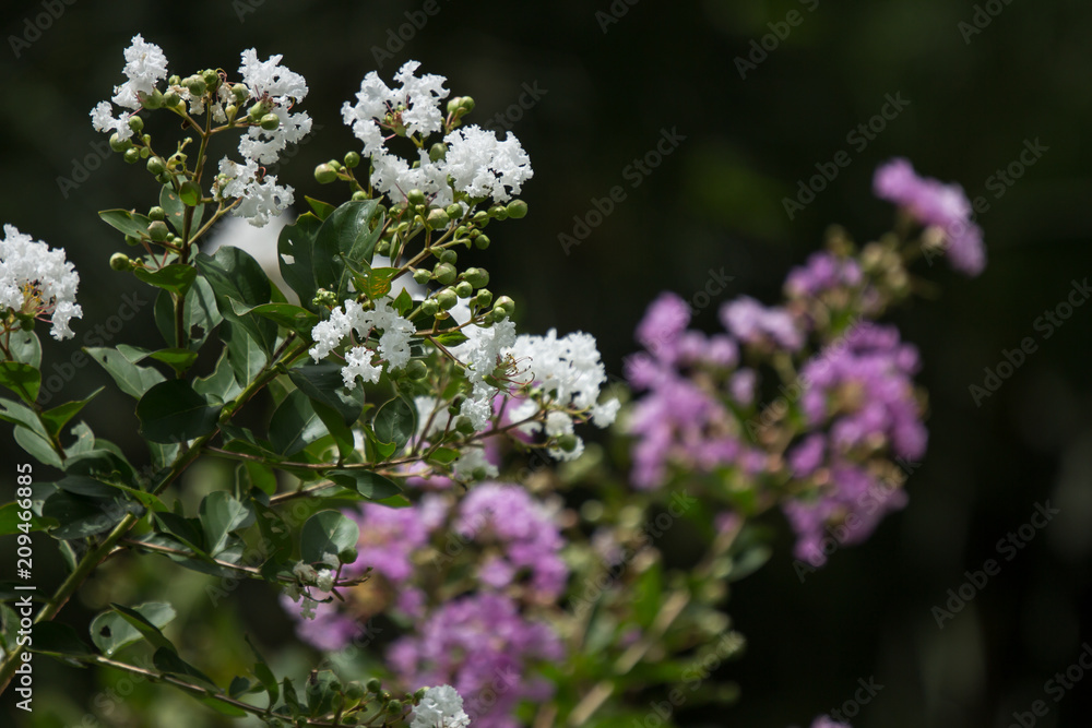 Close up Pink mix white Tabebuia rosea blossom Close up Pink mix white Tabebuia rosea blossom