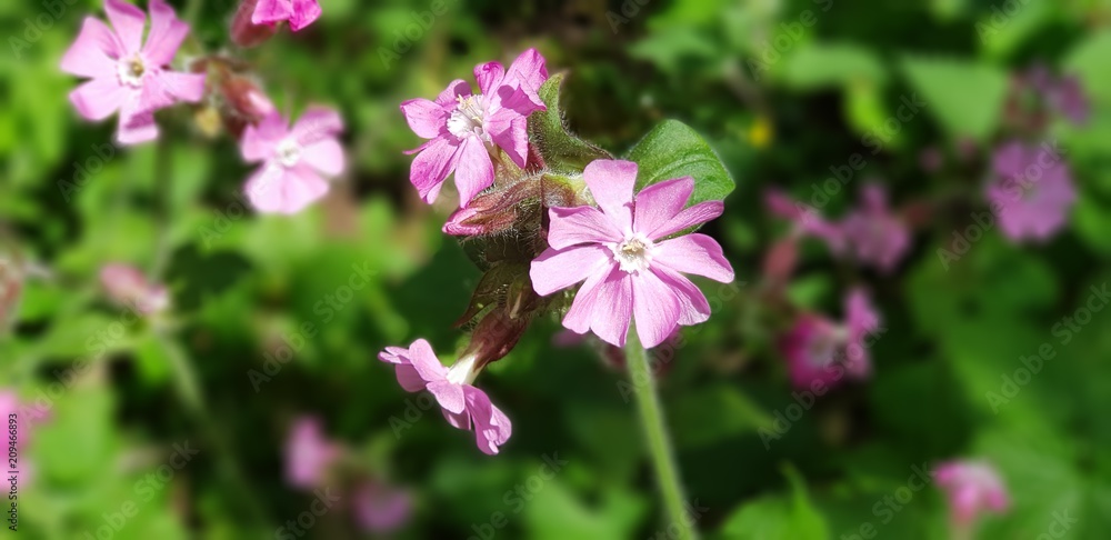 pink flower with blurred background using galaxy note 8 pink flower with blurred background using galaxy note 8