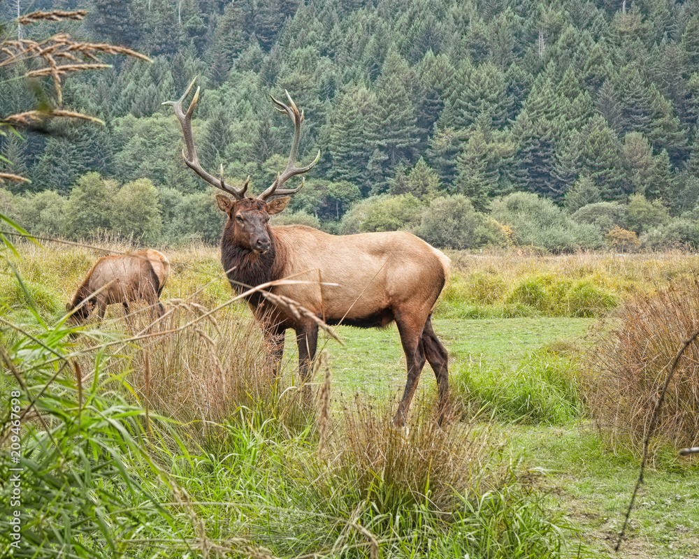 Fototapeta premium Bull Elk