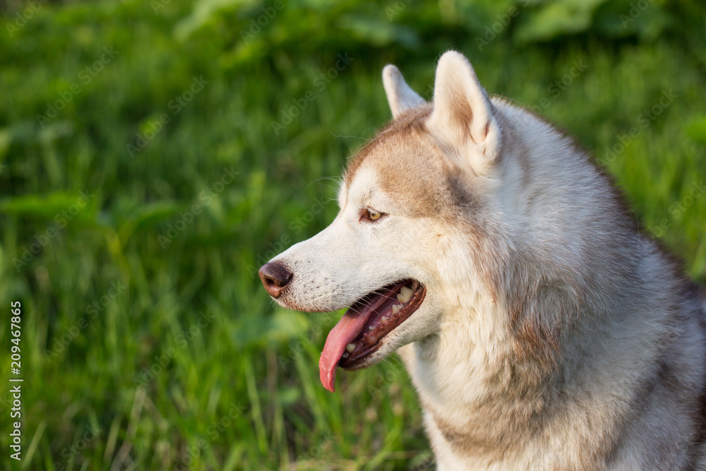 Close-up image of waiting dog breed siberian husky in the forest on a sunny day. Portrait of attentive husky dog on green grass background