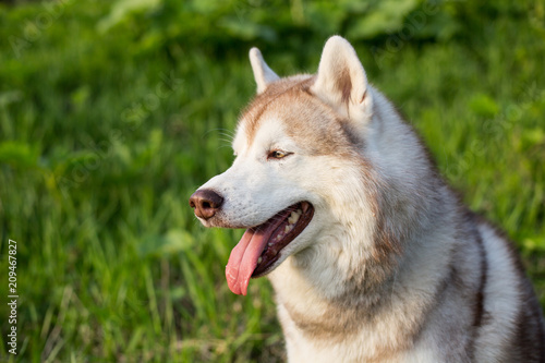 Close-up image of attentive dog breed siberian husky in the forest on a sunny day. Profile Portrait of serious husky dog on green grass background