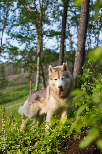 Portrait of gorgeous dog breed Siberian husky standing on the hill in the forest in the summer season at sunset on the trees background