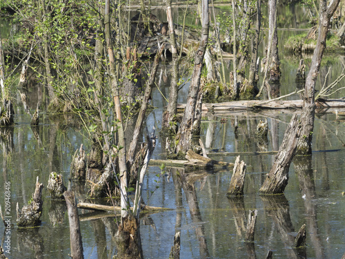 logs and trees in swamp lake  spring marchland water landscape