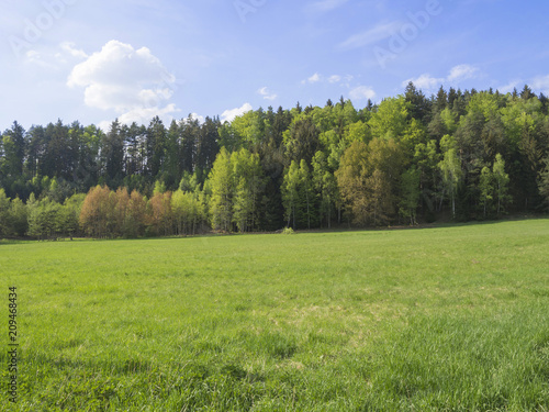 idyllic spring landscape with lush green grass  fresh deciduous and spruce tree forest  blue sky white clouds background  horozontal  copy space