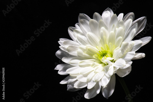 single white chrysanthemum