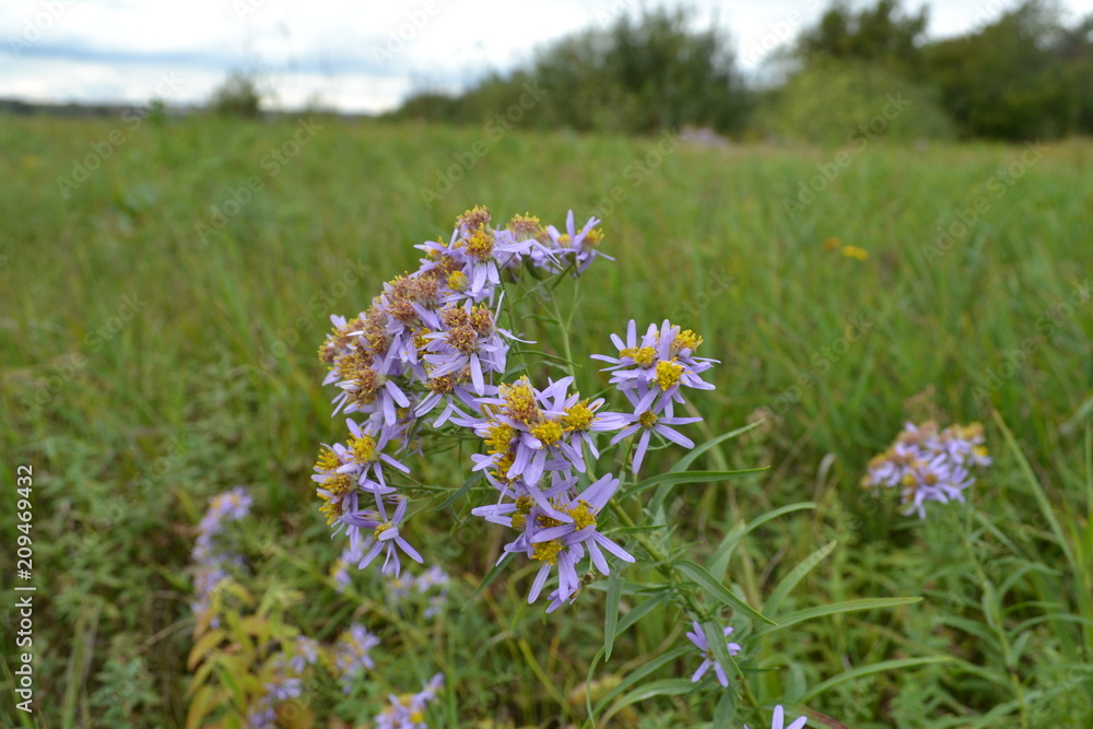 fields flowers lilac