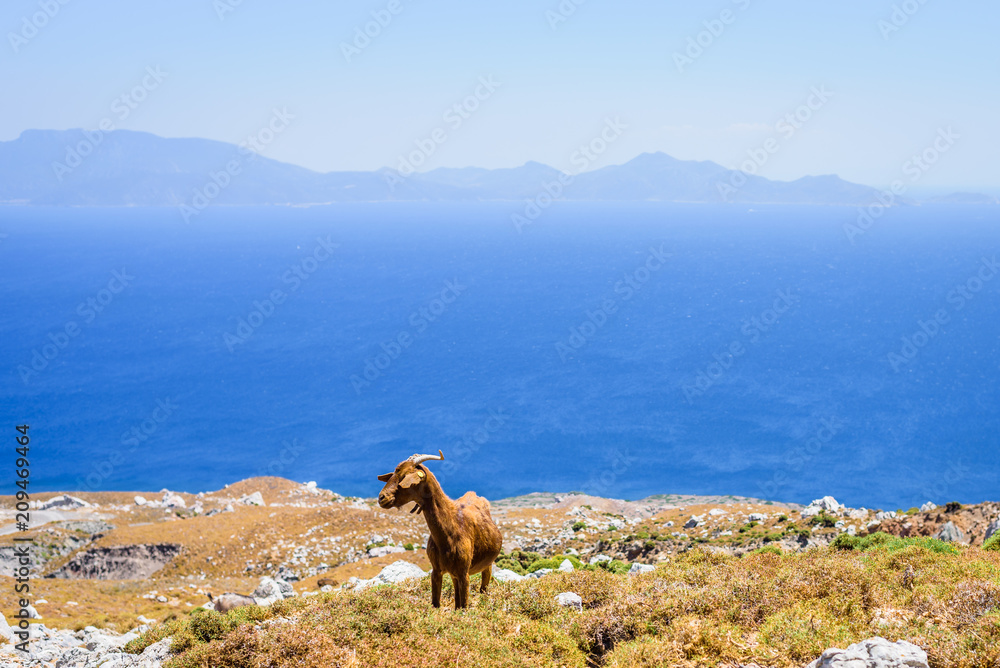Wild goats on the Greek blue coast roam on a warm summer day in a natural landscape with wild herbs similar to Crete in the barren brown mountains