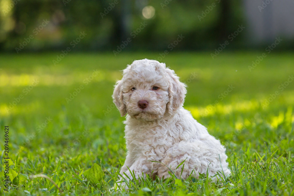 little cute dog sitting on grass