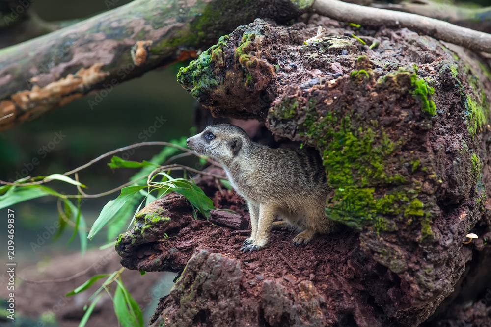Curios meerkat (suricate) sitting alone in the hollow of wood