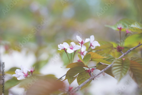 Image of Soft focus Cherry Blossom or Sakura flowers on nature background