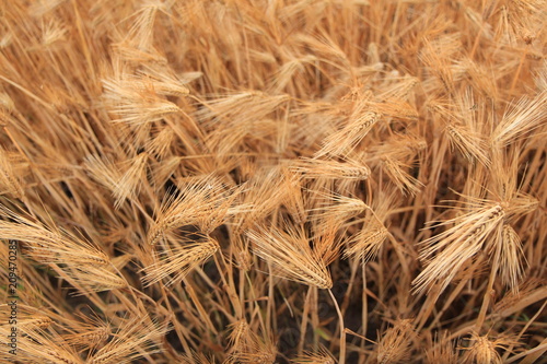 wheat in a farm field