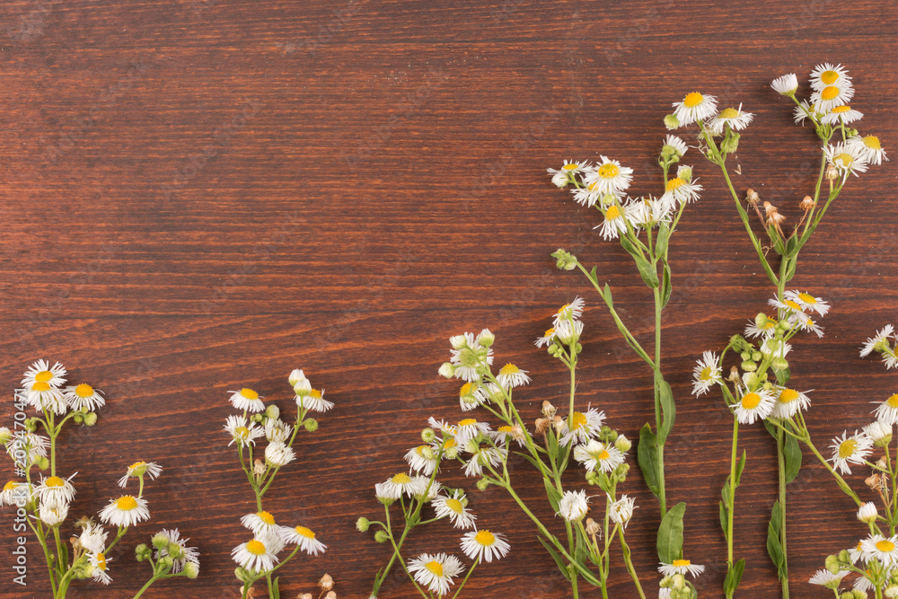 Obraz premium Beautiful wild flowers on wooden background. Frame of flowers.