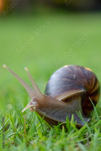 snail lift up its body and antenna and crawls on grass lawn
