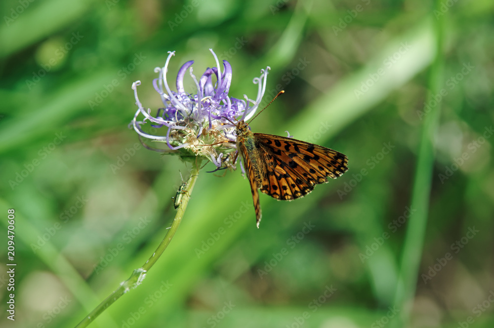 Butterfly and purple flower in fontainebleau forest Butterfly and purple flower in fontainebleau forest