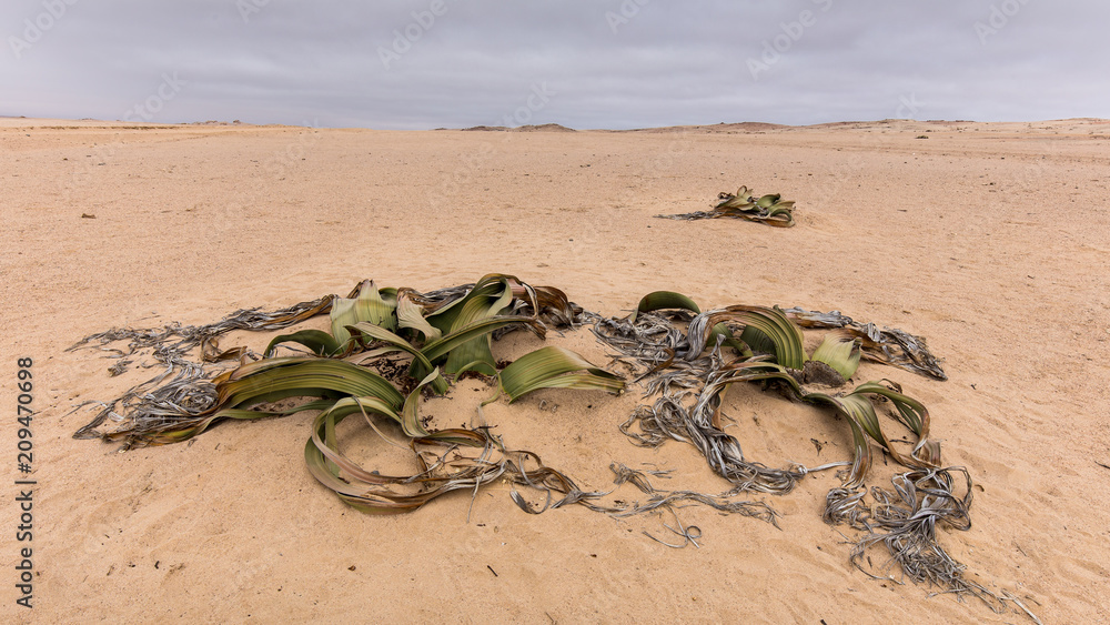 Welwitschia mirabilis, Vallée de la lune , Namibie Welwitschia mirabilis, Vallée de la lune , Namibie