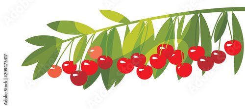 Rape cherry fruit simple fl...