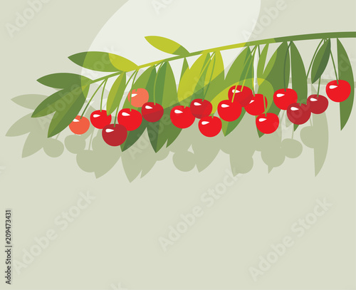 Rape cherry fruit simple fl...