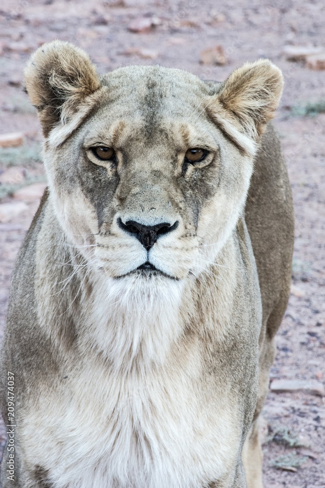 Fototapeta premium Lion