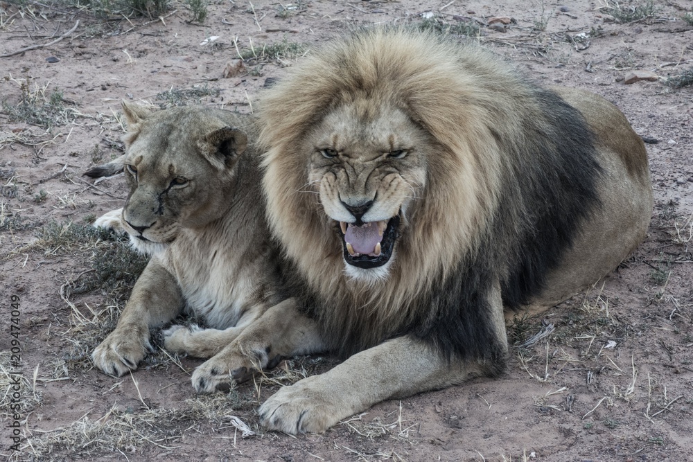 Obraz premium Lions 