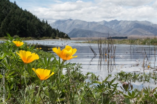 New Zealand Landscape