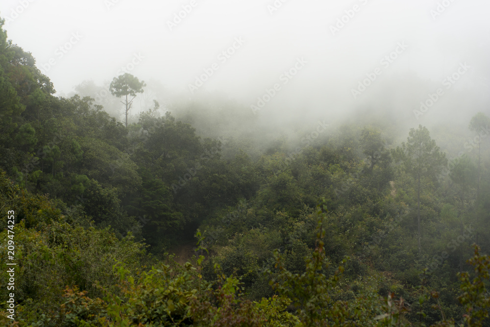 Mountain, fog and trees