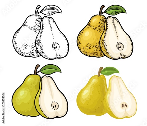 Pear whole and half with leaf. Vintage color engraving