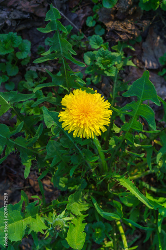 Fototapeta Naklejka Na Ścianę i Meble -  Yellow dandelions. Bright flowers dandelions on background of green spring meadows.
