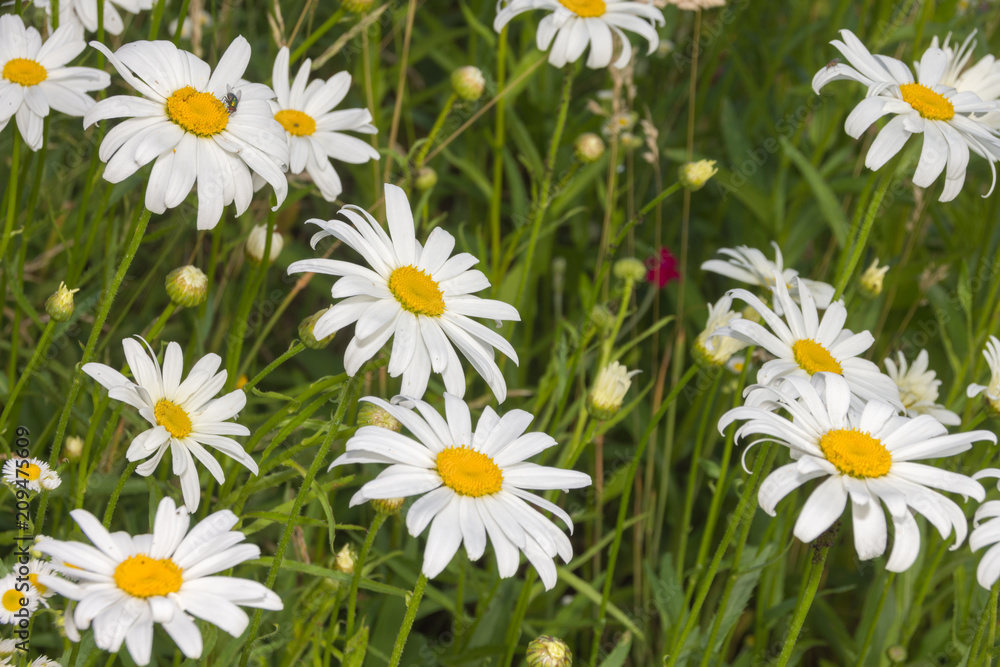 Fototapeta premium Margeritenblüten (Leucanthemum vulgare) in Nahaufnahme im Frühsommer
