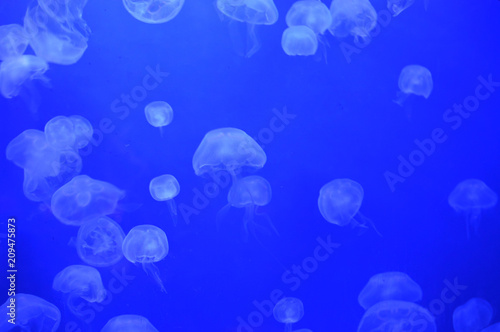 Jellyfish in the tank © Kari