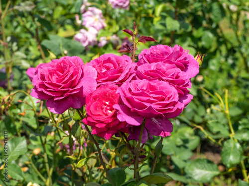 Wallpaper Mural OLYMPUS DIGITAL CAMERA Torontodigital.ca