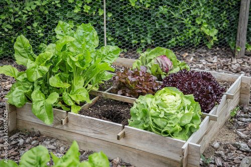 Wooden vegetable garden boxes with different kinds of salads photo