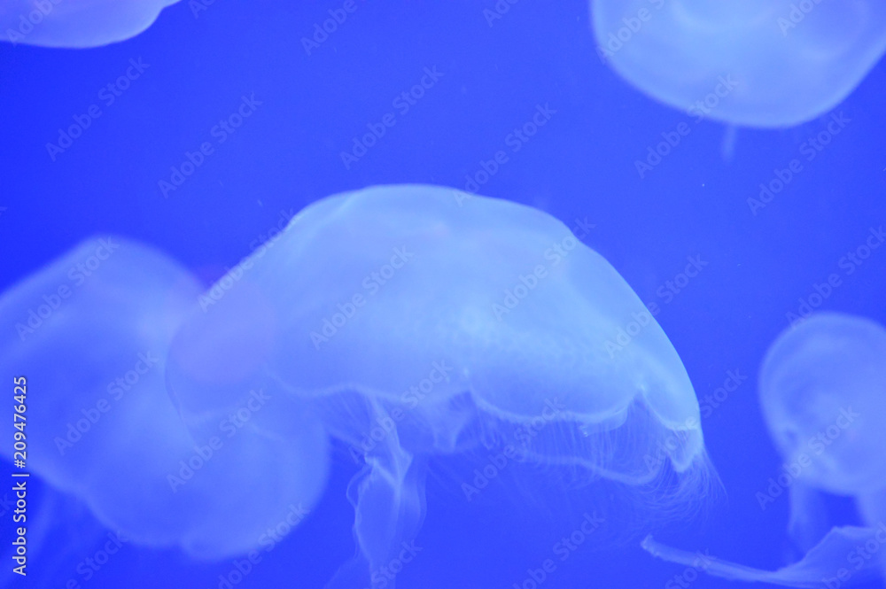 Jellyfish in the tank Jellyfish in the tank