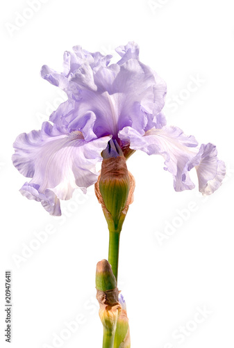 Fototapeta Naklejka Na Ścianę i Meble -  light silver violet iris flower isolated on white background