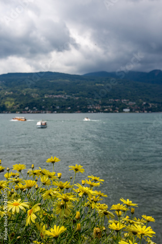 Yellow flowers on Isola Bella, Lago di Maggiore
