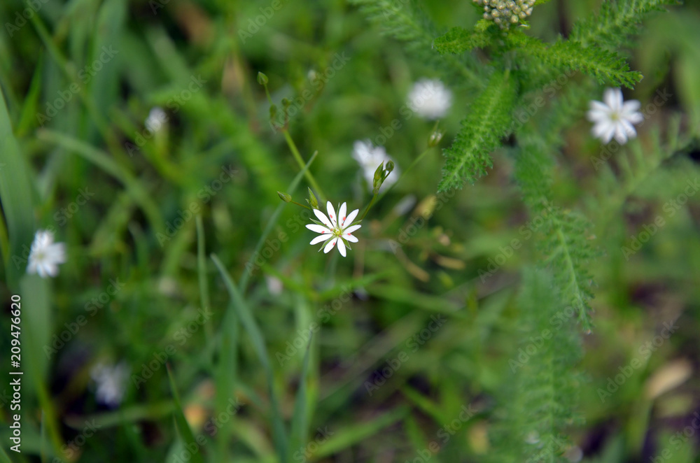 little beautiful flower on green nature background little beautiful flower on green nature background