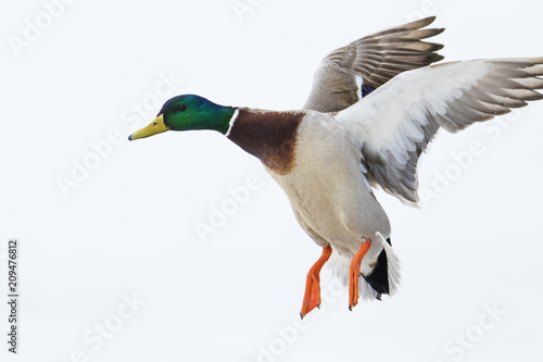 Mallard ducks in winter