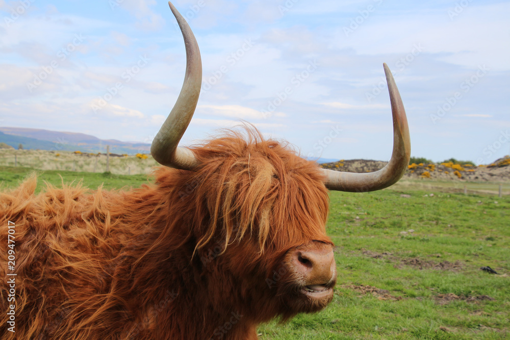 Highland Cattle- Orkney-Schottland Highland Cattle- Orkney-Schottland