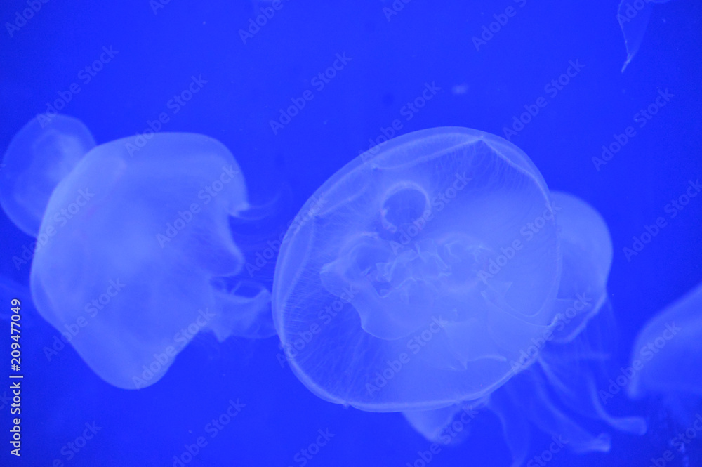 Jellyfish in the tank Jellyfish in the tank