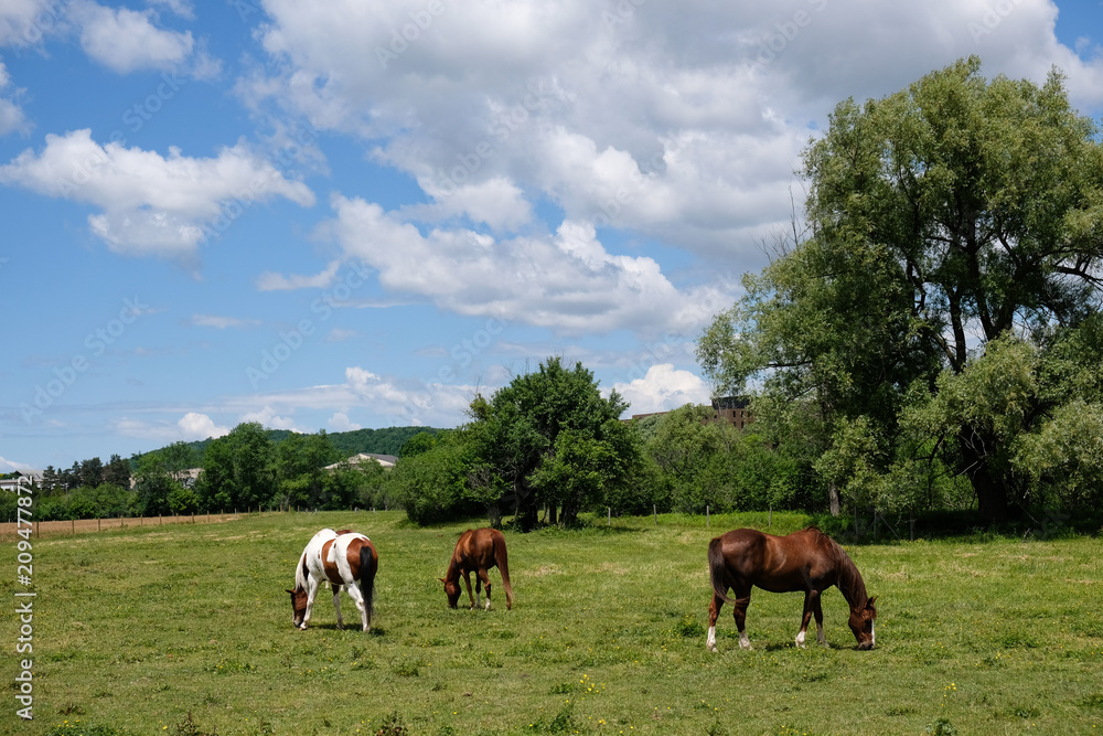 Horses grazing in a filed with a blue sky and fluffy clouds-1
