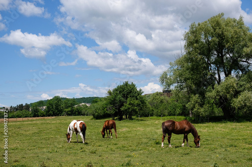 Fototapeta Naklejka Na Ścianę i Meble -  Horses grazing in a filed with a blue sky and fluffy clouds-1